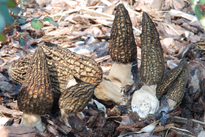 Habitat : aree verdi di supermercati